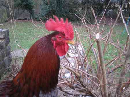 Cedric the rooster